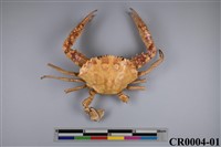 藏品(武士蟳)的圖片